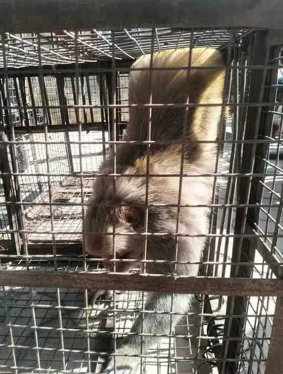 The terror of red-faced monkeys in Baran city has ended, The terror of red-faced monkeys in Baran city has ended,