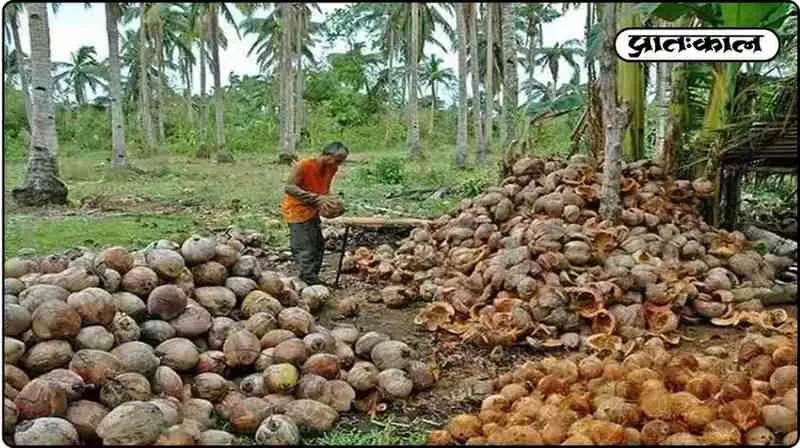 Coconut Farmers Support Price Coconut Farmers Support Price