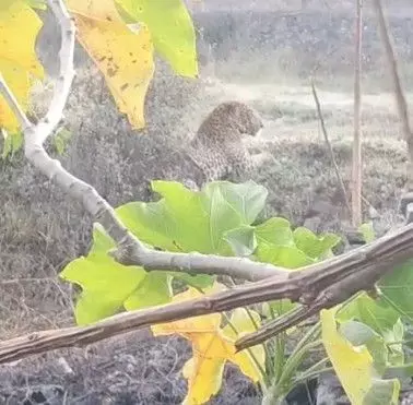 Injured panther attacks forest workers during rescue, dies after falling into forest