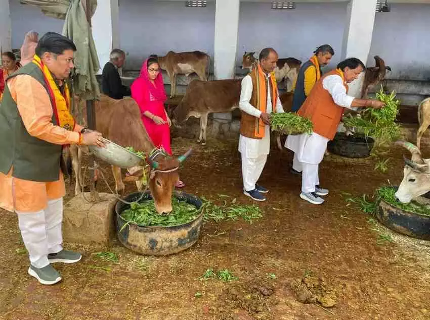 Grand Gau Seva and Gau Poojan programme in Gangapur on completion of two years of Rajasthan Government Grand Gau Seva and Gau Poojan programme in Gangapur on completion of two years of Rajasthan Government