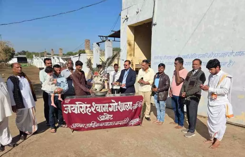 A grand worship of mother cow was done at Shri Jaisingh Shyam Gaushala in Amet, serving green fodder and jaggery. A grand worship of mother cow was done at Shri Jaisingh Shyam Gaushala in Amet, serving green fodder and jaggery.