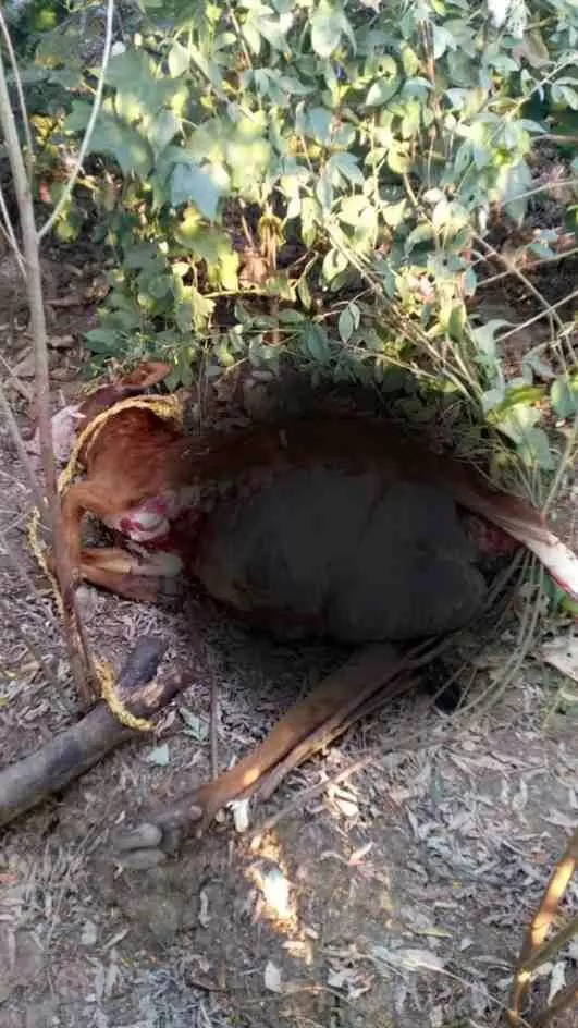 Terror grips Shankarpur: A young woman died in a tiger-leopard attack, and a series of incidents over five days has created fear in the villages. Terror grips Shankarpur: A young woman died in a tiger-leopard attack, and a series of incidents over five days has created fear in the villages.
