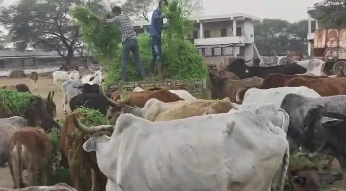 A heartfelt celebration of cow service
