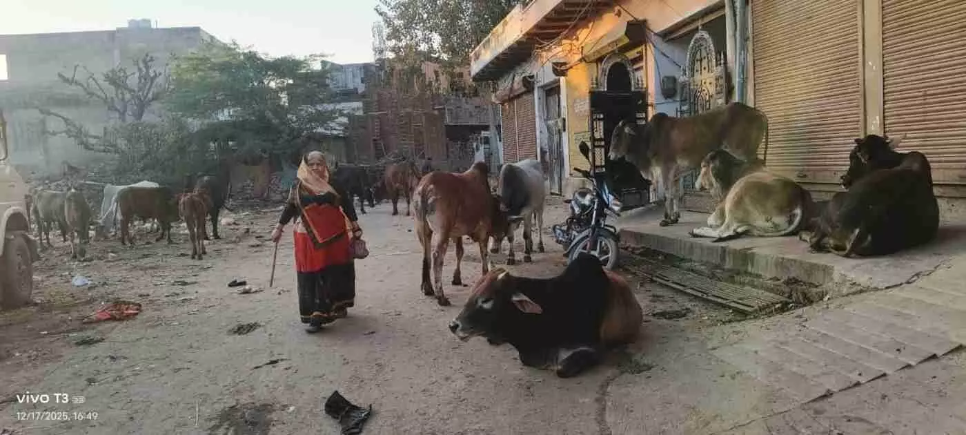 Stray cattle terrorize Bayana vegetable market Stray cattle terrorize Bayana vegetable market
