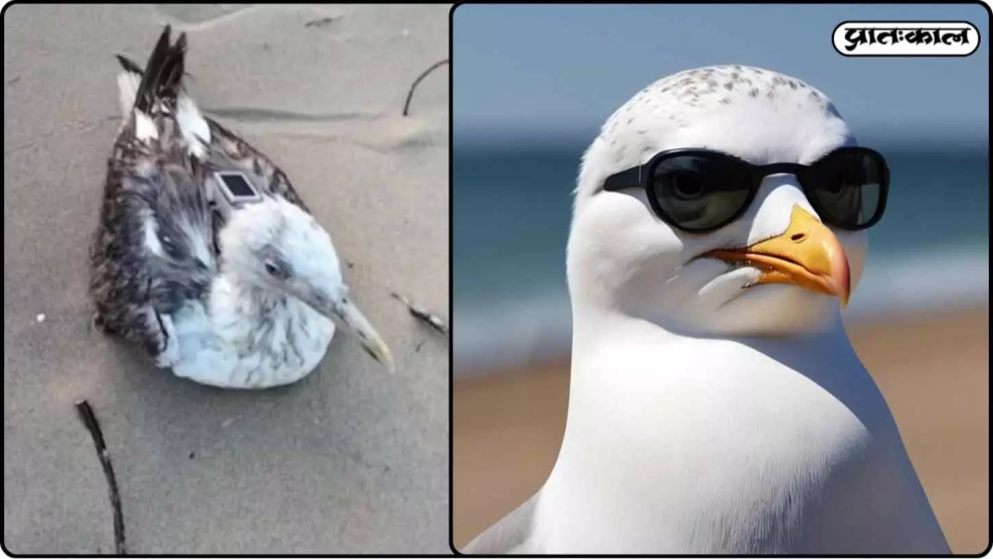 Seagull turns spy? Unidentified device found with seagull in Karwar raises security alert Seagull turns spy? Unidentified device found with seagull in Karwar raises security alert