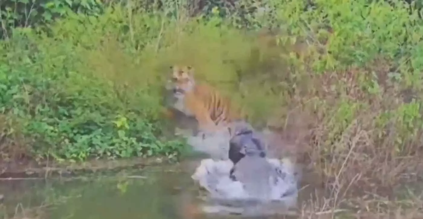 Rare encounter between tiger and crocodile in Corbett National Park, thrilling video goes viral on the banks of Ramganga river Rare encounter between tiger and crocodile in Corbett National Park, thrilling video goes viral on the banks of Ramganga river
