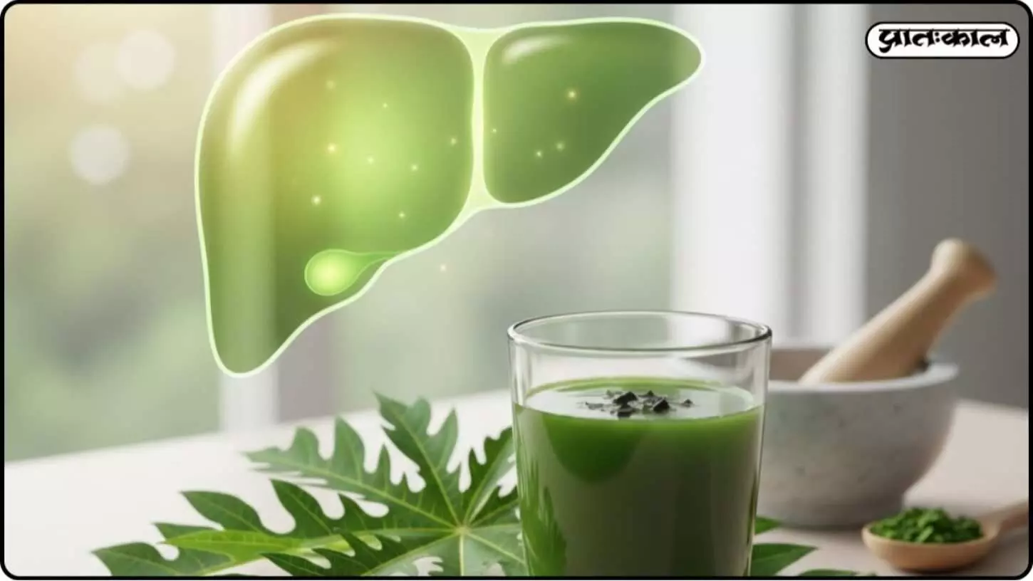 The power of papaya leaves for liver health; learn about their beneficial uses The power of papaya leaves for liver health; learn about their beneficial uses