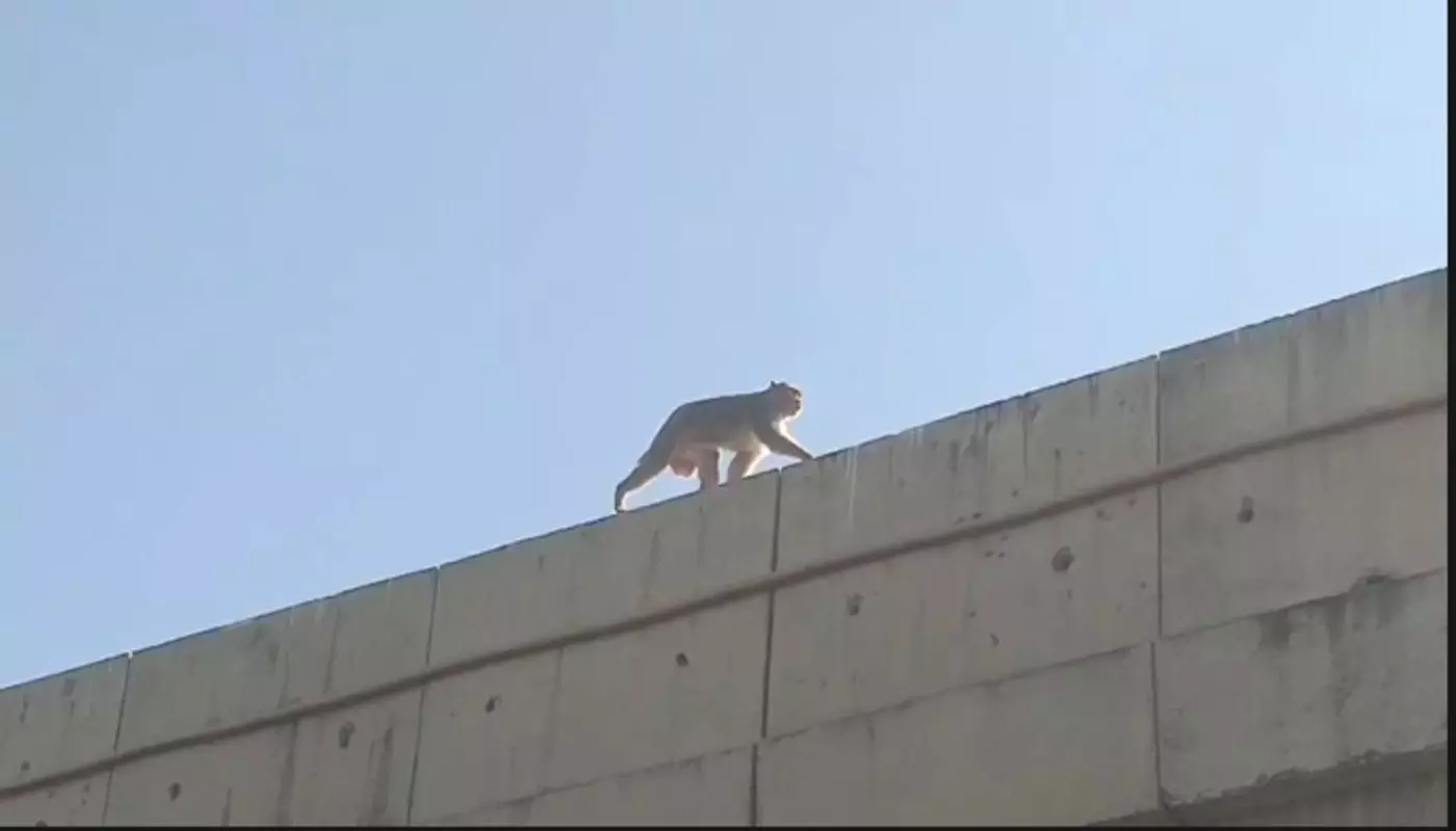 An emotional scene in Budhoda village of Latur: A monkey wanders in search of a lost female monkey, leaving villagers teary-eyed. An emotional scene in Budhoda village of Latur: A monkey wanders in search of a lost female monkey, leaving villagers teary-eyed.