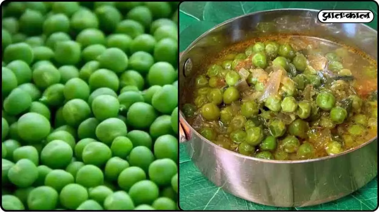 Why does the demand for peas increase in winter? Learn about their taste, nutrition, and benefits for farmers. Why does the demand for peas increase in winter? Learn about their taste, nutrition, and benefits for farmers.