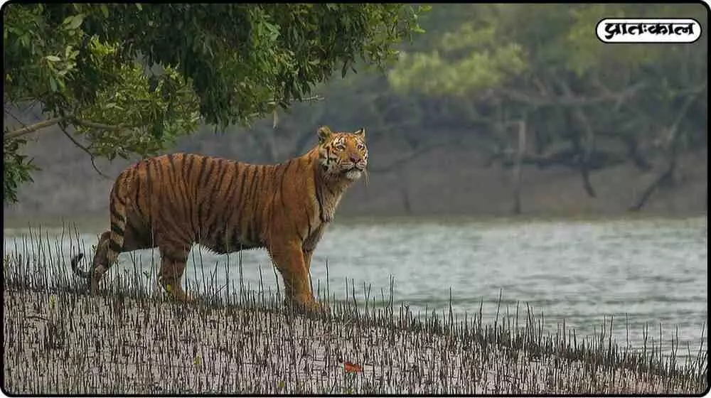 Indias wildlife strategy takes a new direction; Sundarbans meeting hopes for new initiatives