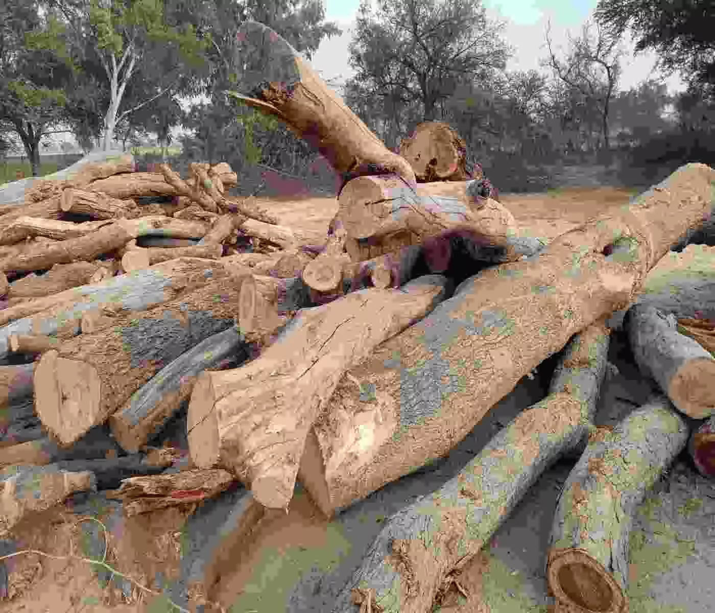 Illegal logging controversy in Nohar: Aardu wood seized instead of Sheesham trees, investigation demanded