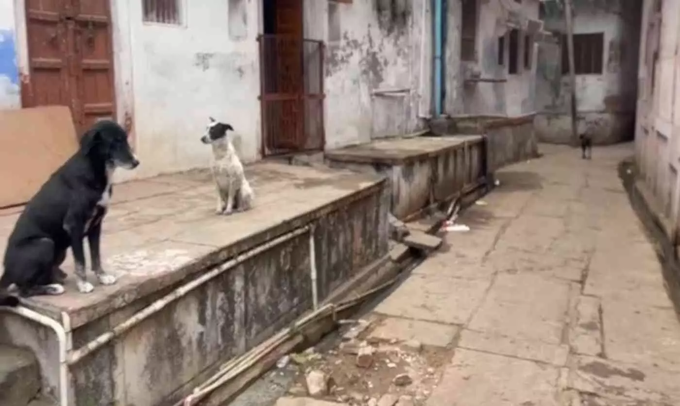 Stray dogs are increasing in Bayana, creating panic among school children and the elderly. Stray dogs are increasing in Bayana, creating panic among school children and the elderly.