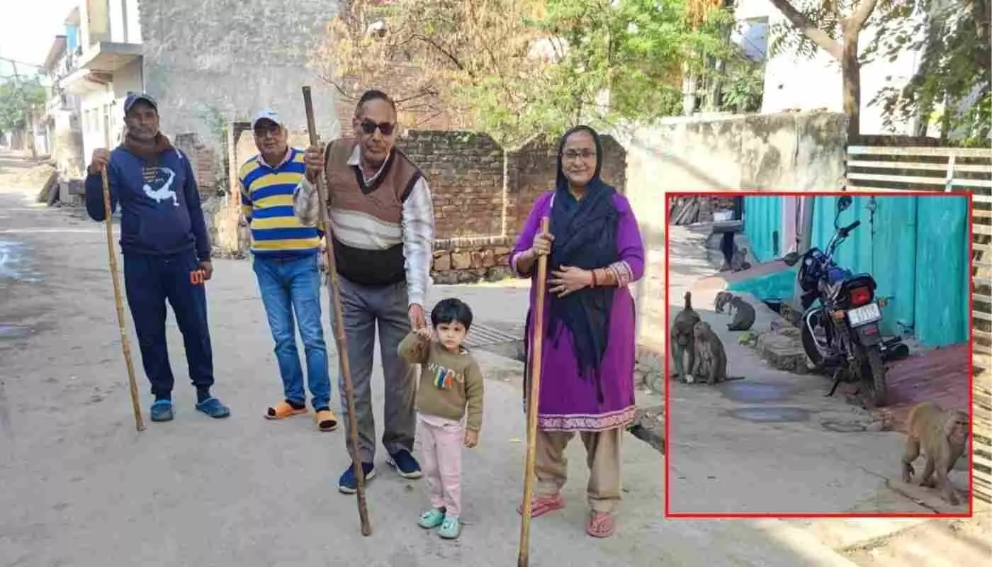 Monkeys are causing increasing terror in Sanjay Nagar Colony, forcing residents to stand guard with sticks for safety.