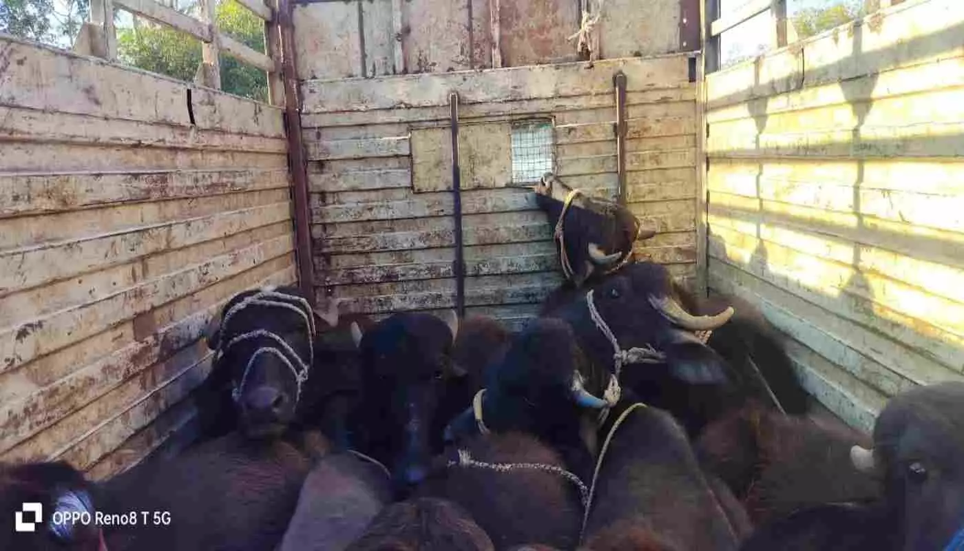 Morshi police launched a major crackdown on illegal cattle smuggling in Amravati, saving the lives of 12 cattle; goods worth lakhs seized, and one accused arrested. Morshi police launched a major crackdown on illegal cattle smuggling in Amravati, saving the lives of 12 cattle; goods worth lakhs seized, and one accused arrested.