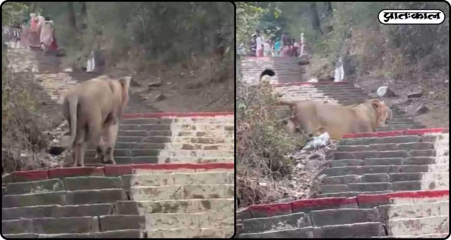 शत्रुंजय पहाड़ पर एशियाटिक शेर का अनपेक्षित दर्शन ; तीर्थयात्रियों के लिए बन गई चेतावनी शत्रुंजय पहाड़ पर एशियाटिक शेर का अनपेक्षित दर्शन ; तीर्थयात्रियों के लिए बन गई चेतावनी