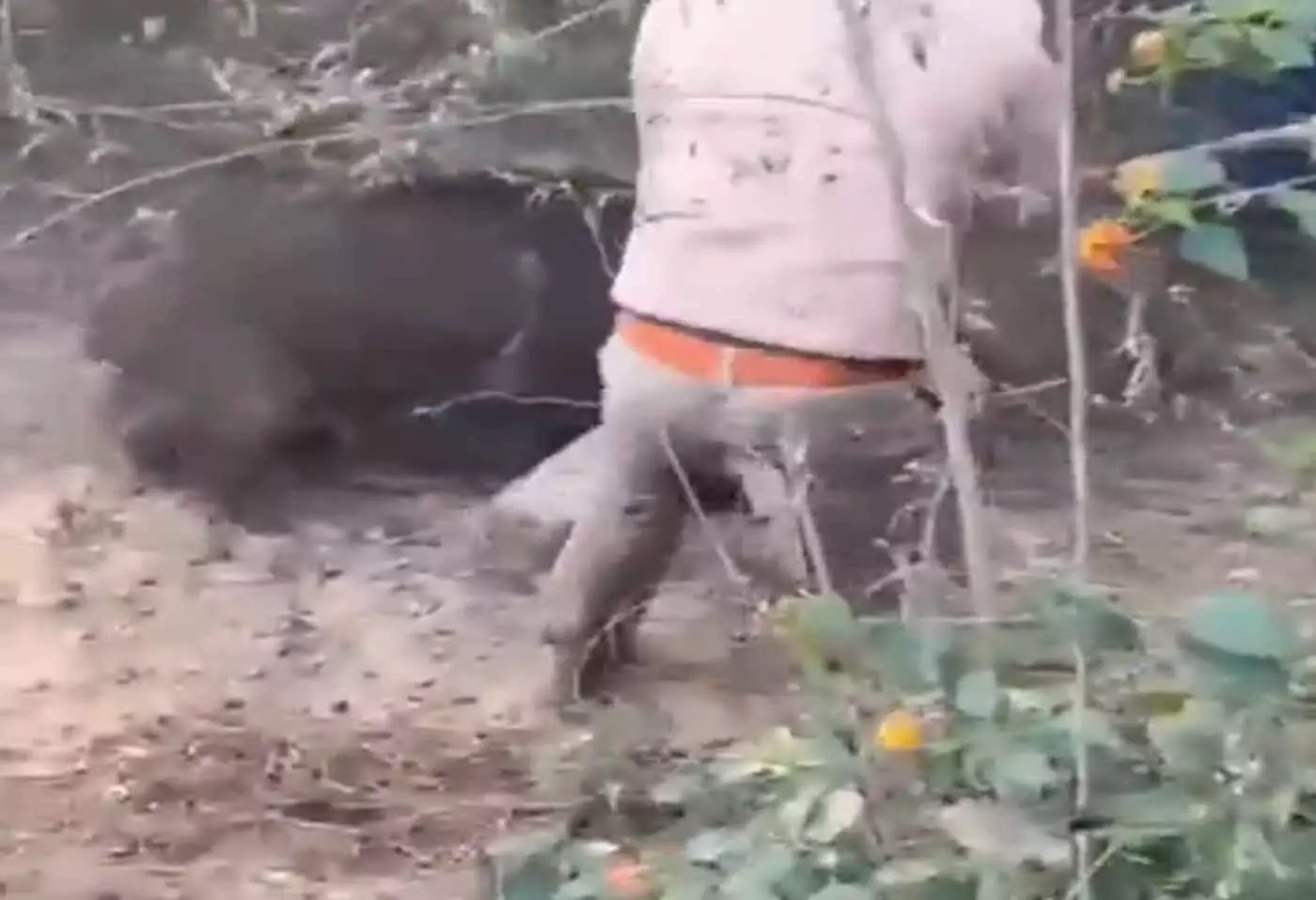 दो मिनट तक मौत से संघर्ष, बदायूं में रेस्क्यू टीम पर जंगली सूअर का हमला दो मिनट तक मौत से संघर्ष, बदायूं में रेस्क्यू टीम पर जंगली सूअर का हमला