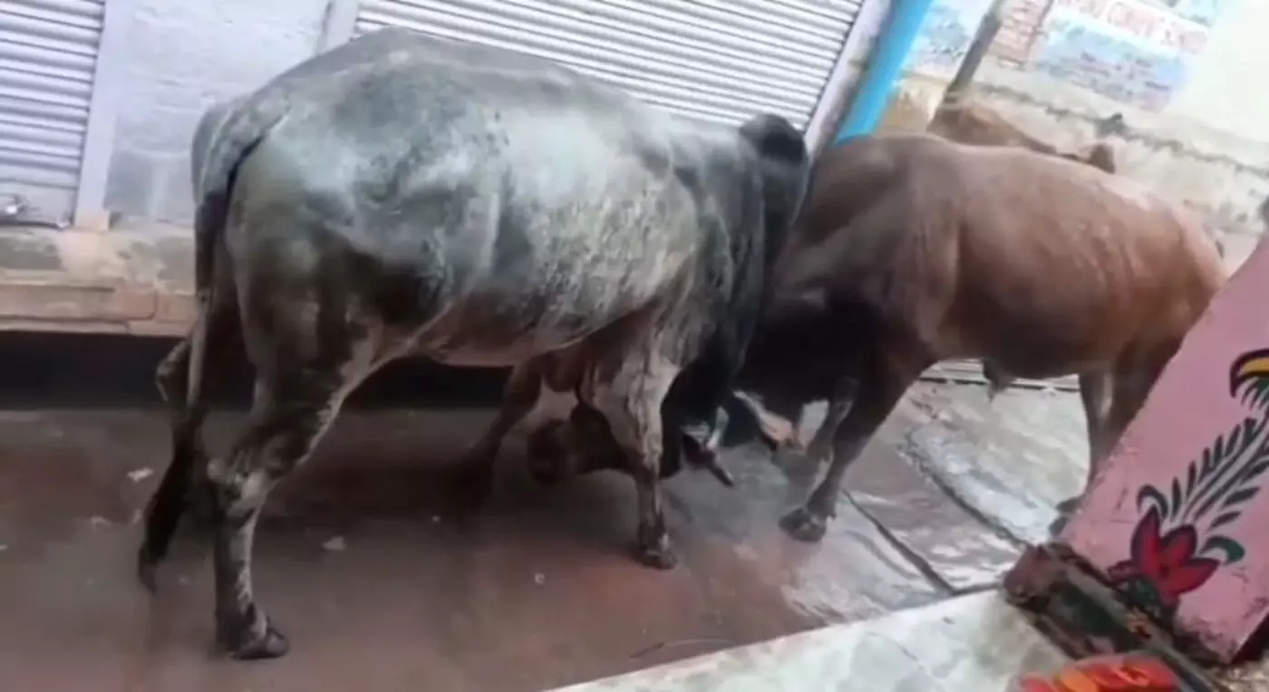 बयाना में सांडों का आतंक, आमजन की जान और व्यापार दोनों खतरे में बयाना में सांडों का आतंक, आमजन की जान और व्यापार दोनों खतरे में