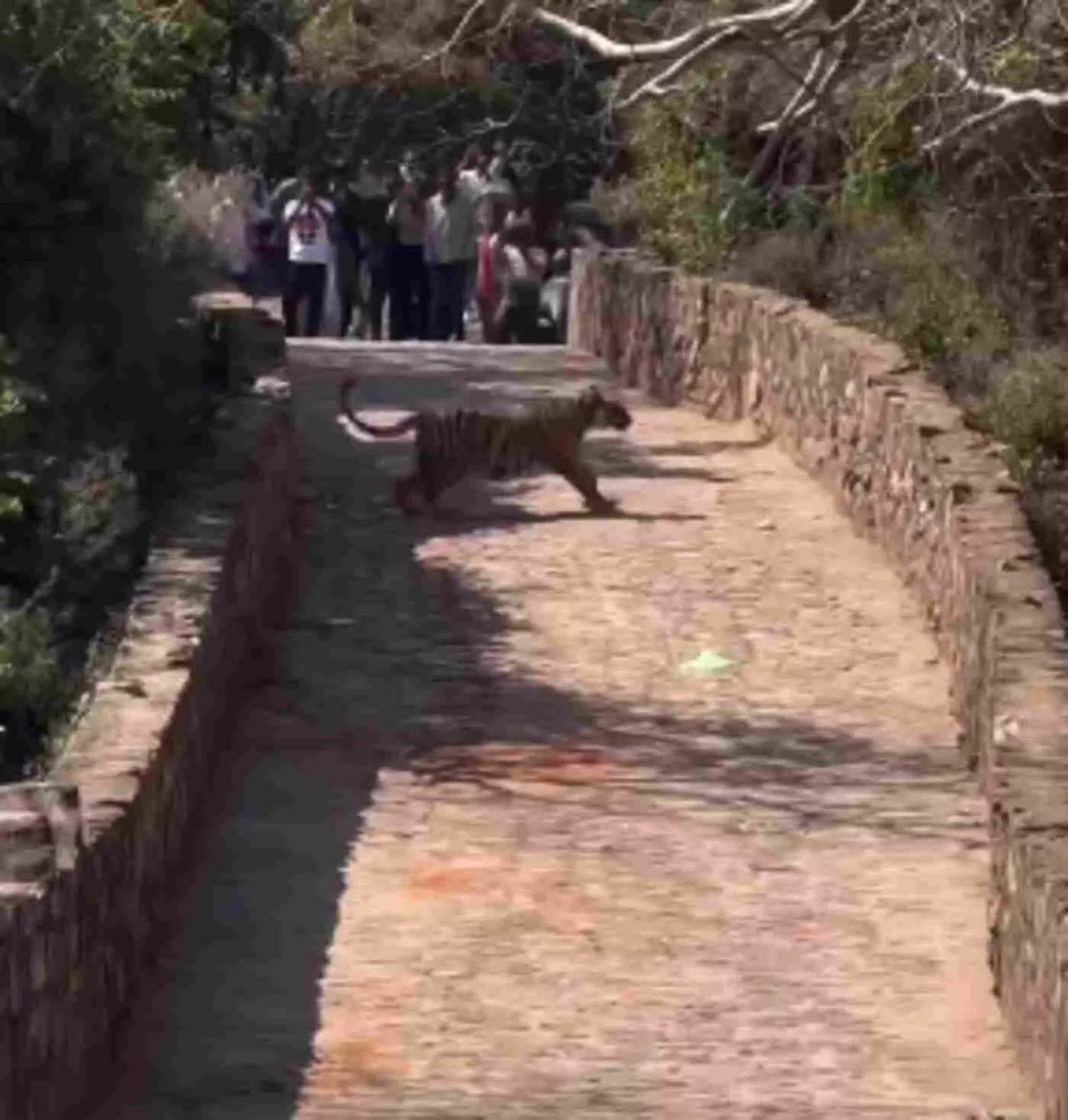सवाई माधोपुर में रणथम्भौर दुर्ग में फिर देखा गया बाघ, पर्यटकों में दहशत सवाई माधोपुर में रणथम्भौर दुर्ग में फिर देखा गया बाघ, पर्यटकों में दहशत