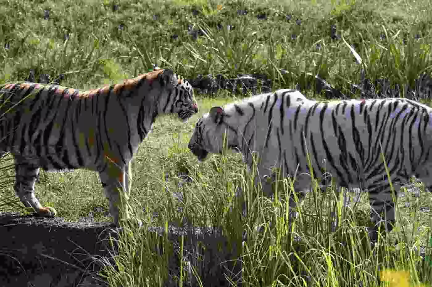 जयपुर: नाहरगढ़ जैविक उद्यान की टाइगर-लायन सफारी बनी पर्यटन की नई पहचान