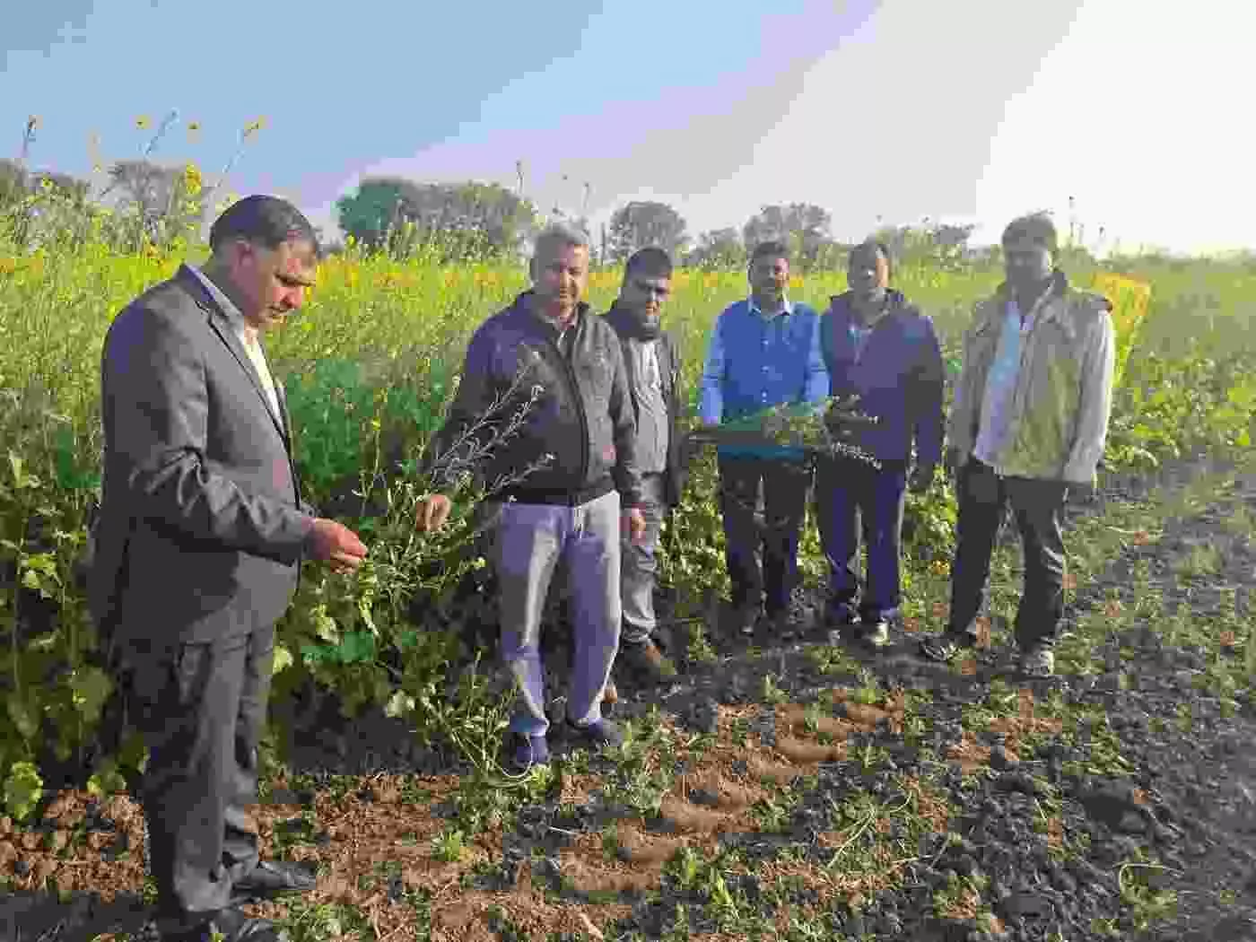 चित्तौड़गढ़ में रबी फसलों पर मंडराया मोयला का संकट: कृषि विशेषज्ञों की टीम ने खेतों में उतरकर दिया बचाव का मंत्र