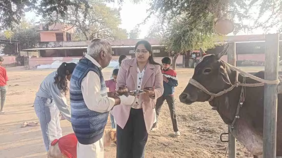 A unique example of cow devotion at the Mahavir Elva Maa Gaushala in Dungla A unique example of cow devotion at the Mahavir Elva Maa Gaushala in Dungla