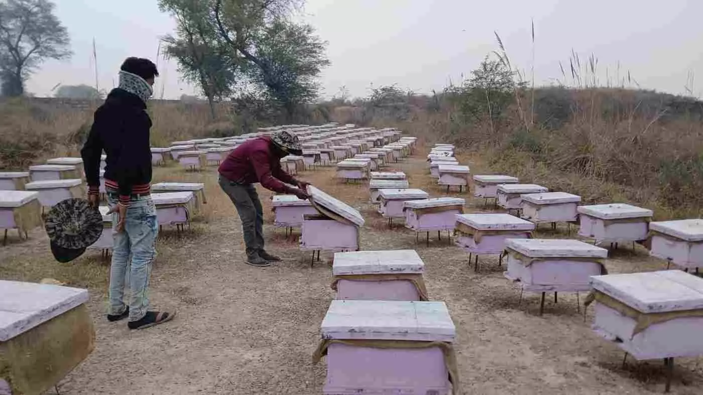 भरतपुर में मीठी क्रांति का आगाज़: शहद उत्पादन बनेगा जिले की नई पहचान, स्थापित होगा मधुमक्खी पालन उत्कृष्टता केंद्र