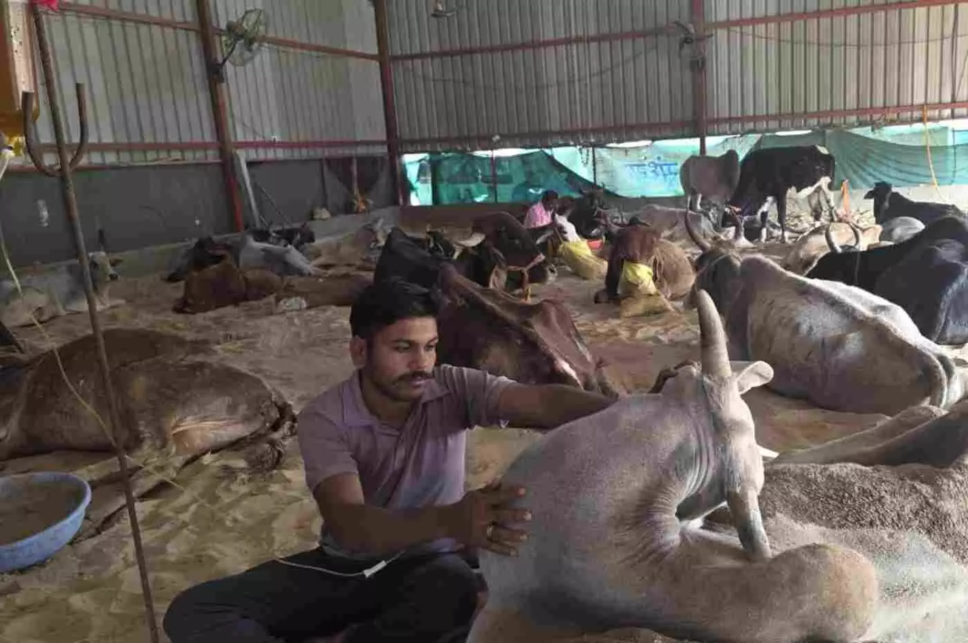 केलवा: सादडा की श्री राधे गोविंद गौशाला में दिव्यांग गौवंश के मसीहा बने धर्मु भाई, निस्वार्थ सेवा की अनूठी मिसाल केलवा: सादडा की श्री राधे गोविंद गौशाला में दिव्यांग गौवंश के मसीहा बने धर्मु भाई, निस्वार्थ सेवा की अनूठी मिसाल