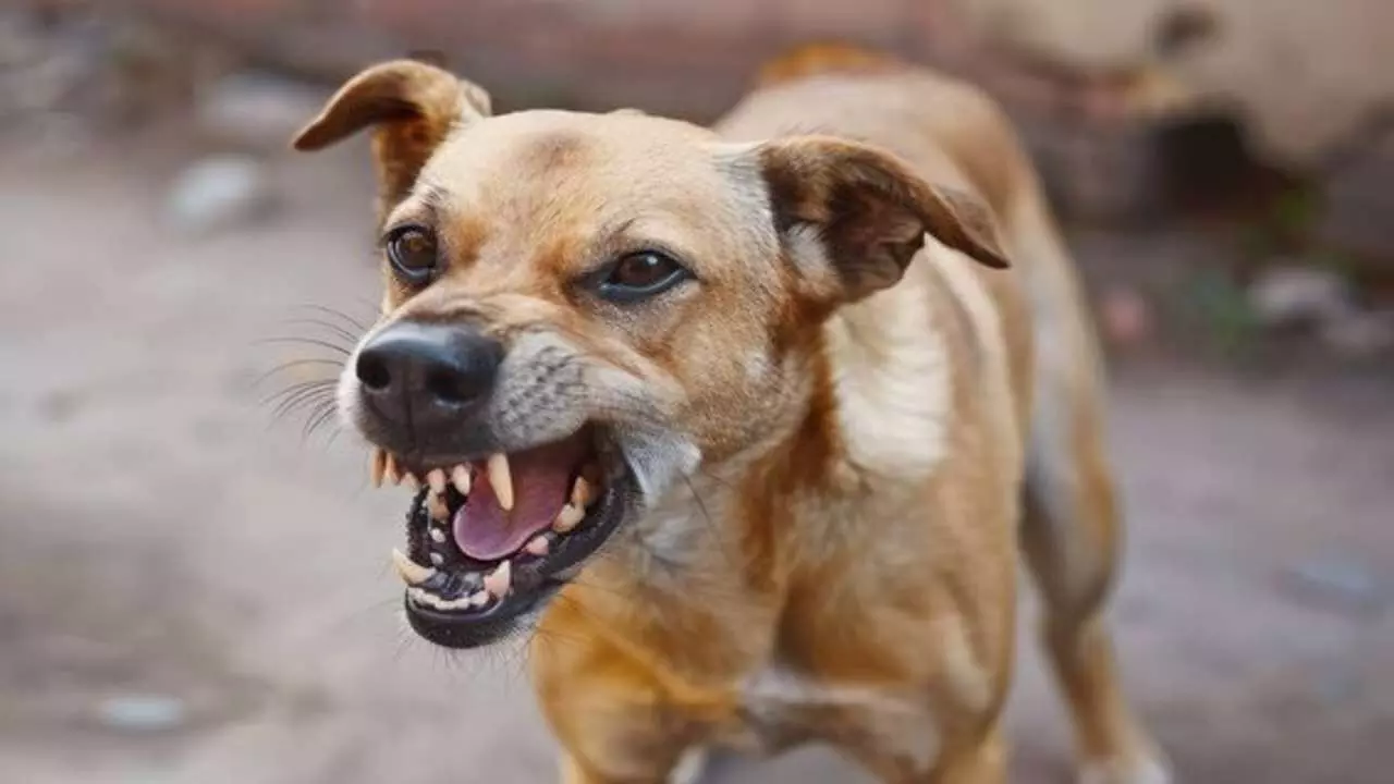 In Sambhal, dogs bit off a 9-year-old girls hand and fled, leaving her innocent child dead in front of her mother In Sambhal, dogs bit off a 9-year-old girls hand and fled, leaving her innocent child dead in front of her mother
