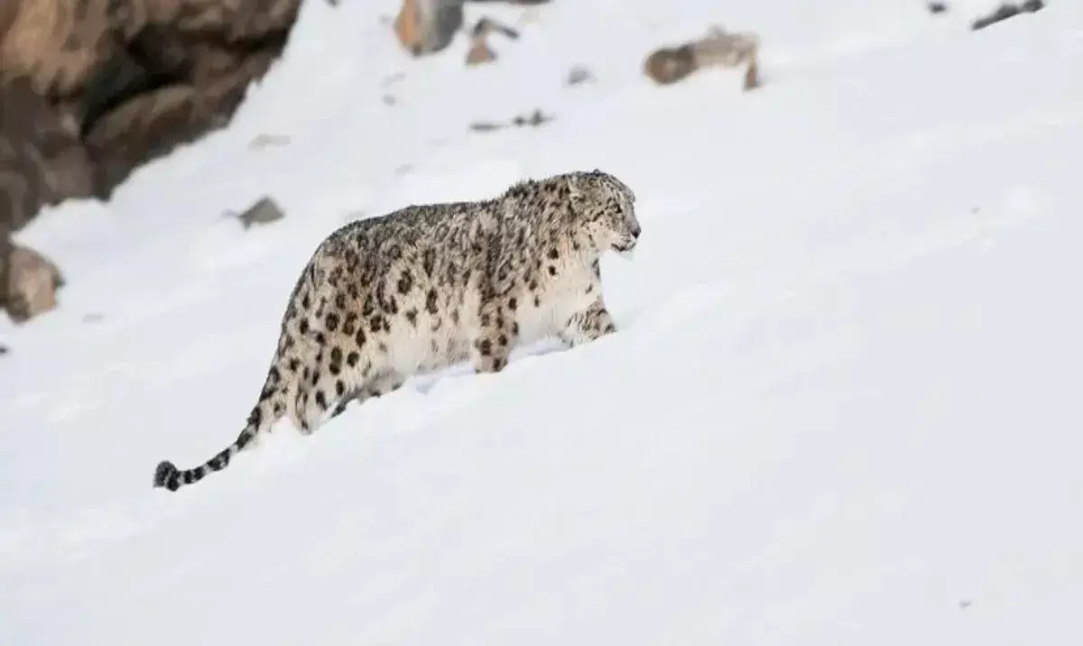 he hunting community becomes protector of Kibbers snow leopards he hunting community becomes protector of Kibbers snow leopards