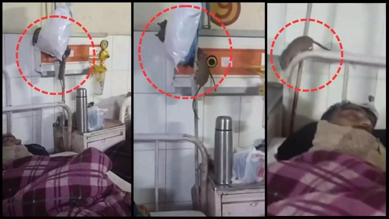 Rats in Gonda Medical College ward: Patients lives at risk, viral video exposes the system Rats in Gonda Medical College ward: Patients lives at risk, viral video exposes the system
