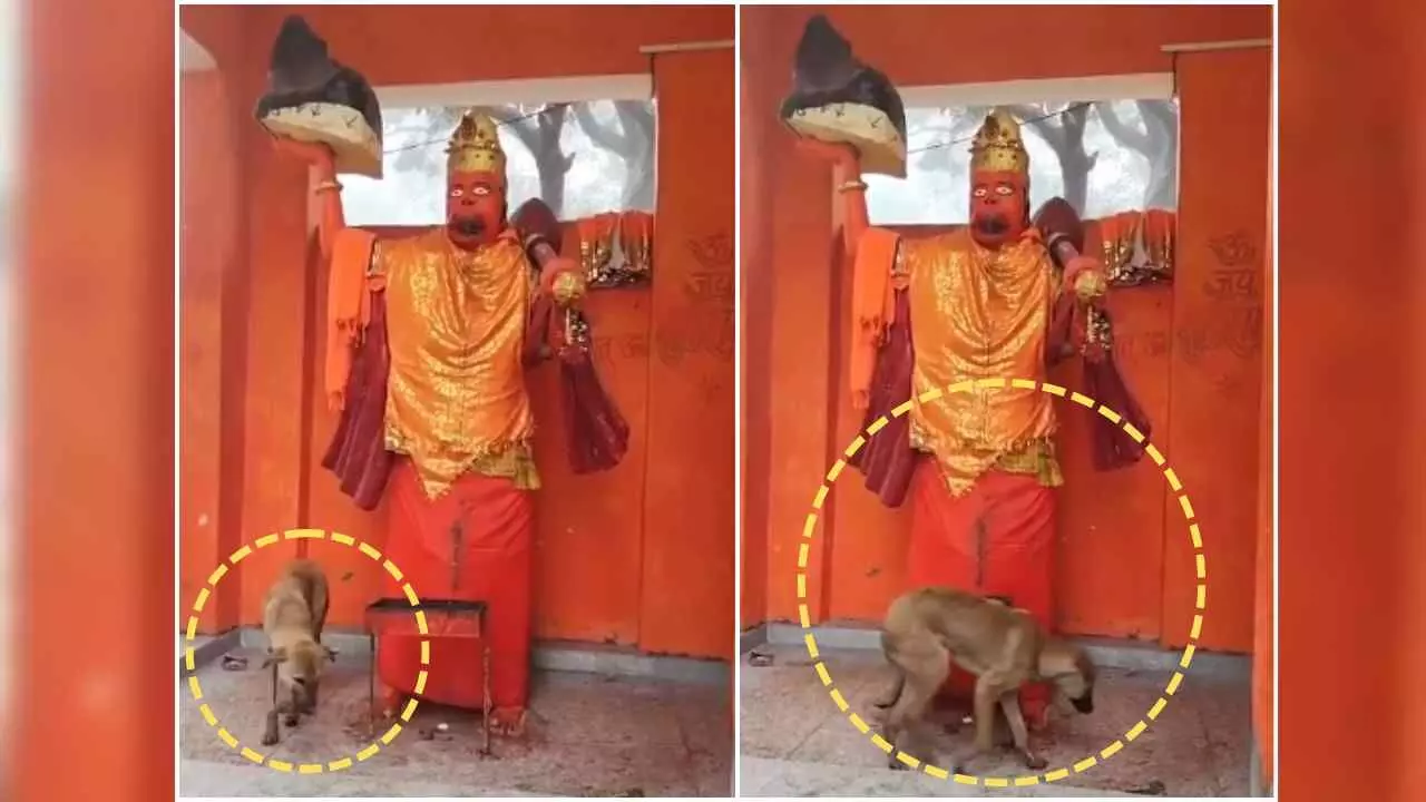 a dog circling the Hanuman statue in a Bijnor temple has become a center of curiosity a dog circling the Hanuman statue in a Bijnor temple has become a center of curiosity