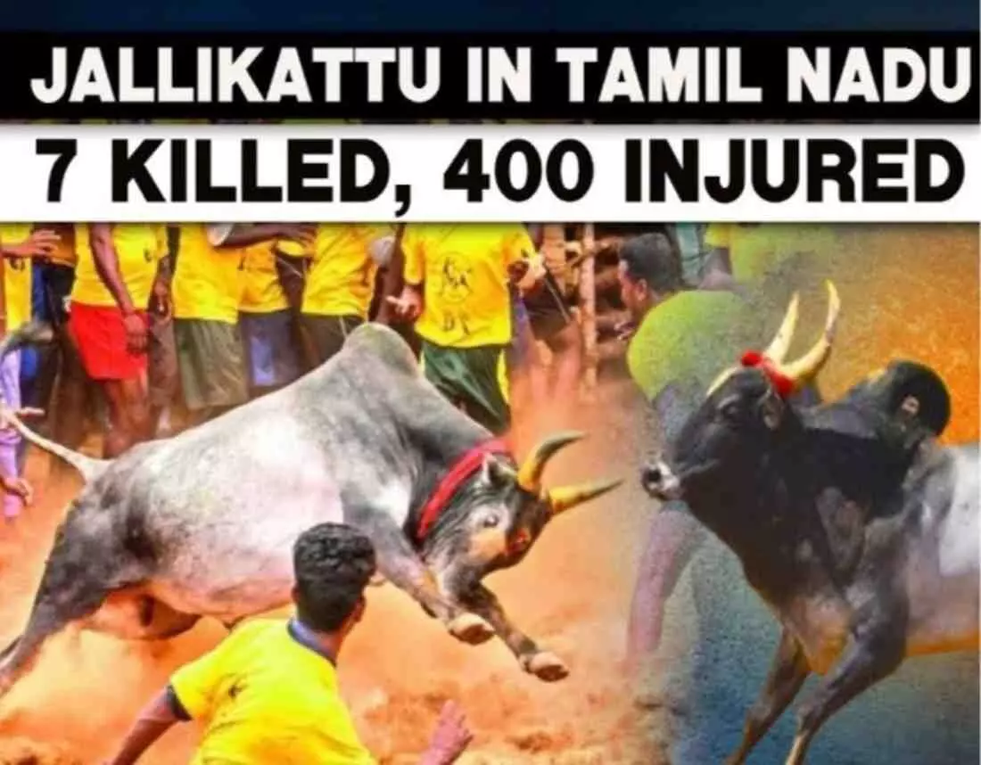 A bloody battle for bravery on the land of Sivaganga: Jallikattu A bloody battle for bravery on the land of Sivaganga: Jallikattu