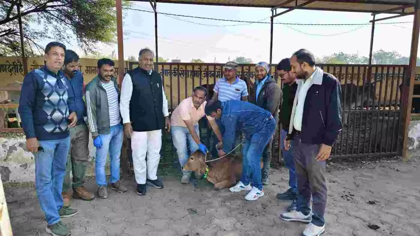 निंबाहेड़ा में बेजुबानों की सेवा का महायज्ञ: जे.के. सीमेंट के पशु चिकित्सा शिविर ने पशुपालकों के चेहरे पर बिखेरी मुस्कान