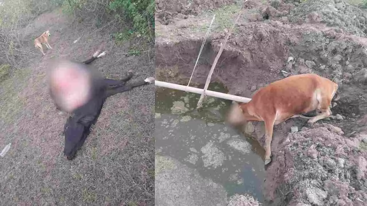 Development becomes a disaster in Udaipur: Two cows die in the death pits dug for solar power lines. Development becomes a disaster in Udaipur: Two cows die in the death pits dug for solar power lines.