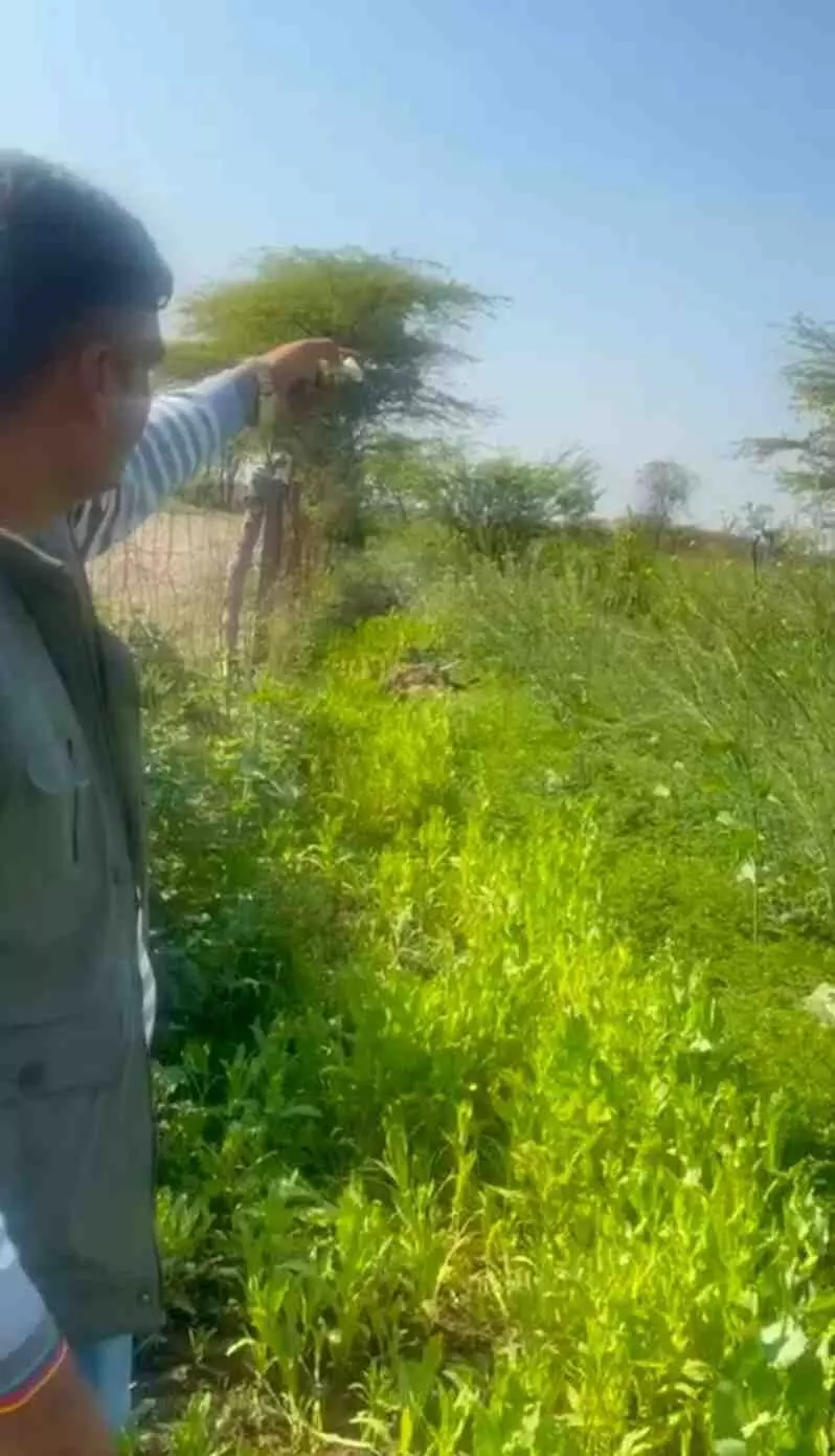 भीलवाड़ा में पीली सरसों की आड़ में काला सोना (अफीम) फल-फूल रहा था; पुलिस ने छापा मारकर 2,300 अफीम के पौधे उखाड़ दिए।