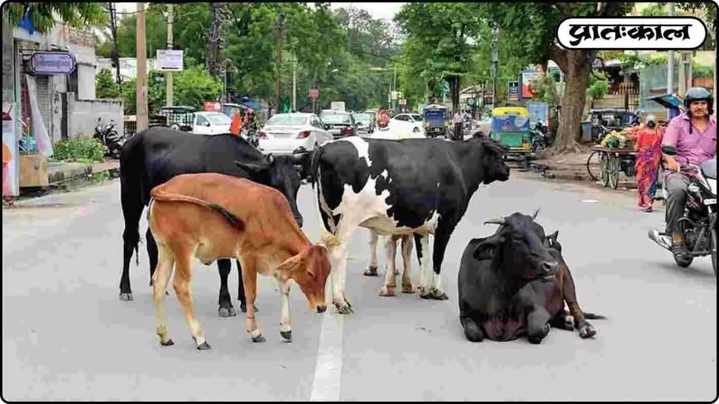 गुजरात में आवारा पशुओं पर AI की नजर: अब गायों के नोज प्रिंट से होगी मालिकों की पहचान, हादसों पर लगेगी लगाम गुजरात में आवारा पशुओं पर AI की नजर: अब गायों के नोज प्रिंट से होगी मालिकों की पहचान, हादसों पर लगेगी लगाम