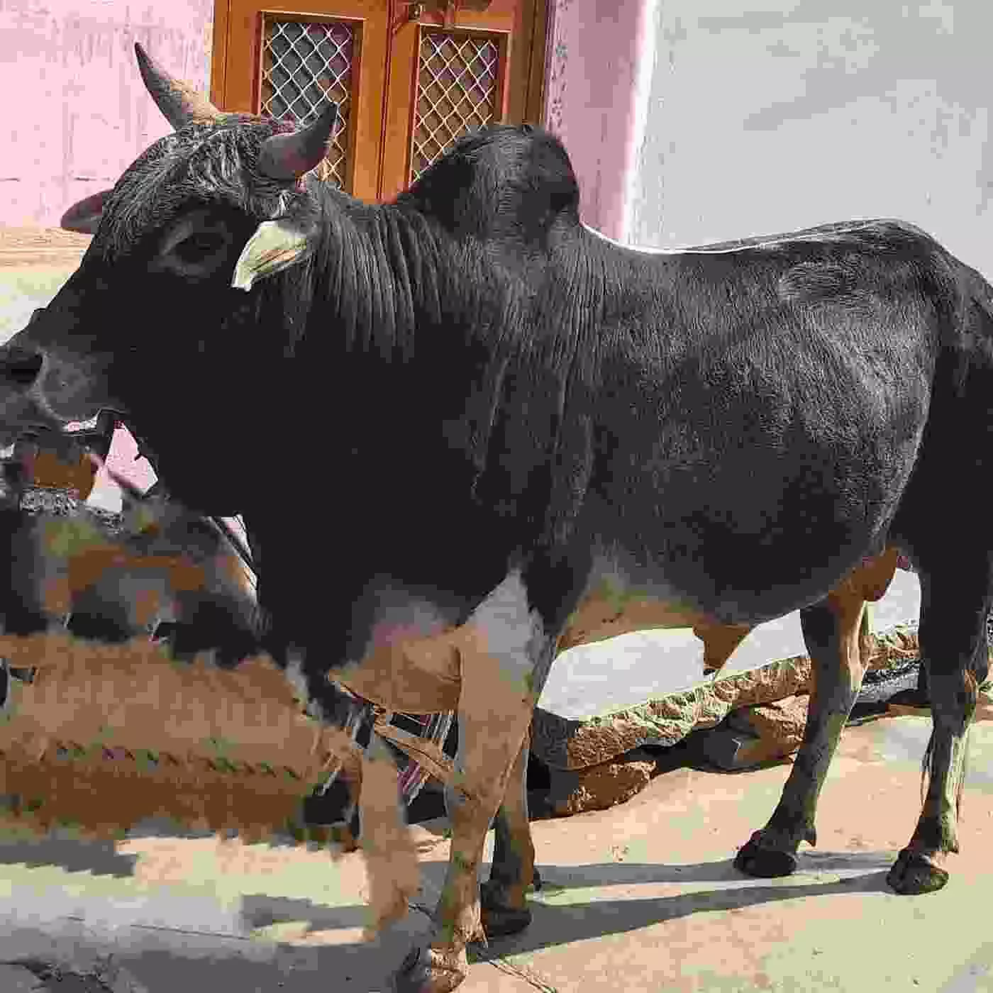 कानोड़ में आवारा पशुओं का खूनी तांडव: बेबस जनता और कुंभकर्णी नींद में सोता पालिका प्रशासन