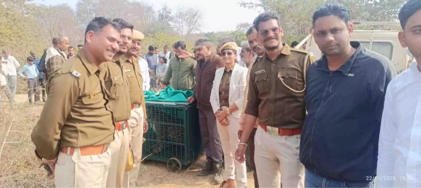 रावतभाटा: कंवरपुरा में एक माह से जारी लेपर्ड का आतंक खत्म, वन विभाग के पिंजरे में कैद हुआ खूंखार शिकारी