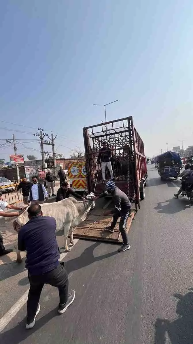 जयपुर की सड़कों पर नगर निगम का महाअभियान: हाइवे पर मौत बनकर दौड़ रहे बेसहारा गौवंश का रेस्क्यू, हिंगोनिया भेजे गए 86 गोधन