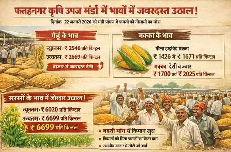 फतहनगर मंडी में उछले फसलों के दाम: गेहूं और सरसों की कीमतों ने किसानों के चेहरे पर बिखेरी चमक