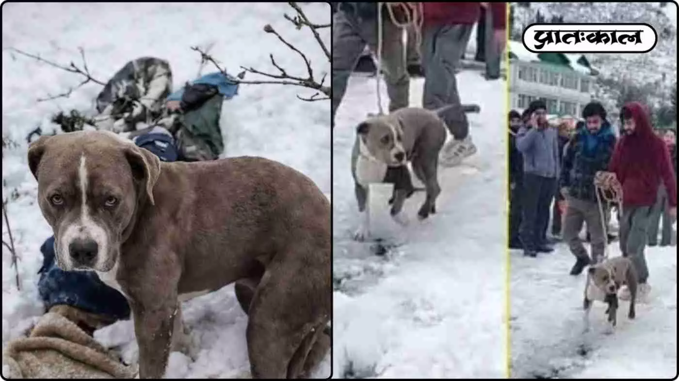 Himachal त्रासदी में दो भाइयों की मौत; तीन दिन तक शवों की रखवाली करता रहा वफादार Pit Bull Himachal त्रासदी में दो भाइयों की मौत; तीन दिन तक शवों की रखवाली करता रहा वफादार Pit Bull