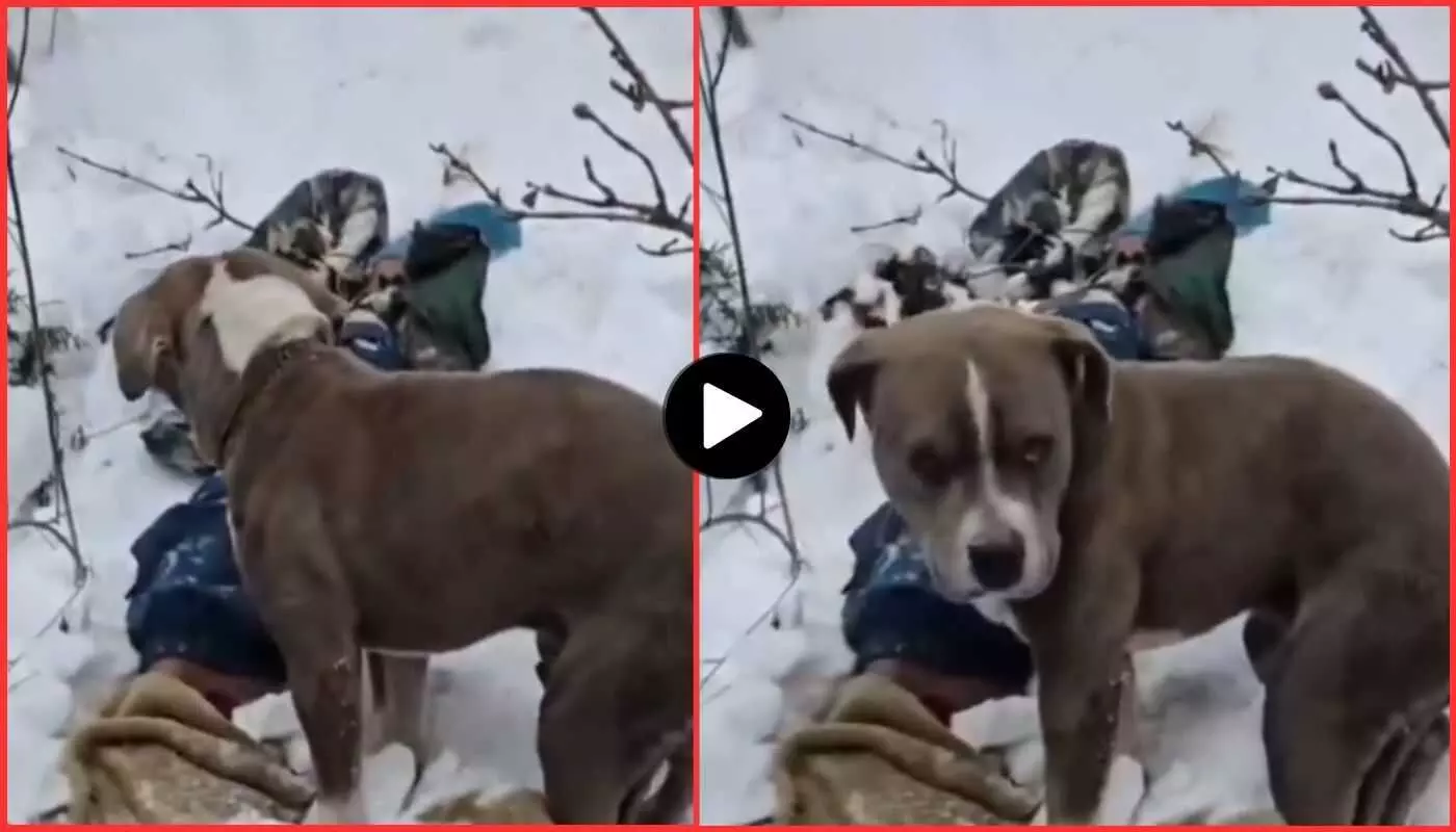 Pitbull remained hungry and thirsty for 4 days clinging to the dead body of its owner, a true picture of loyalty emerged from Himachal Pitbull remained hungry and thirsty for 4 days clinging to the dead body of its owner, a true picture of loyalty emerged from Himachal
