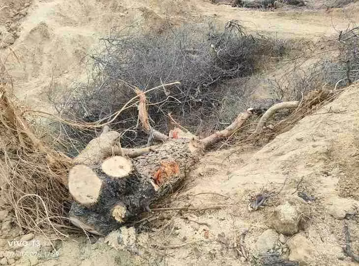 बयाना के नया नगला स्थित भेड़ा फॉरेस्ट एरिया में जमीन पर पड़े कटे हुए पेड़ों के तने और ठूंठ। बयाना के नया नगला स्थित भेड़ा फॉरेस्ट एरिया में जमीन पर पड़े कटे हुए पेड़ों के तने और ठूंठ।