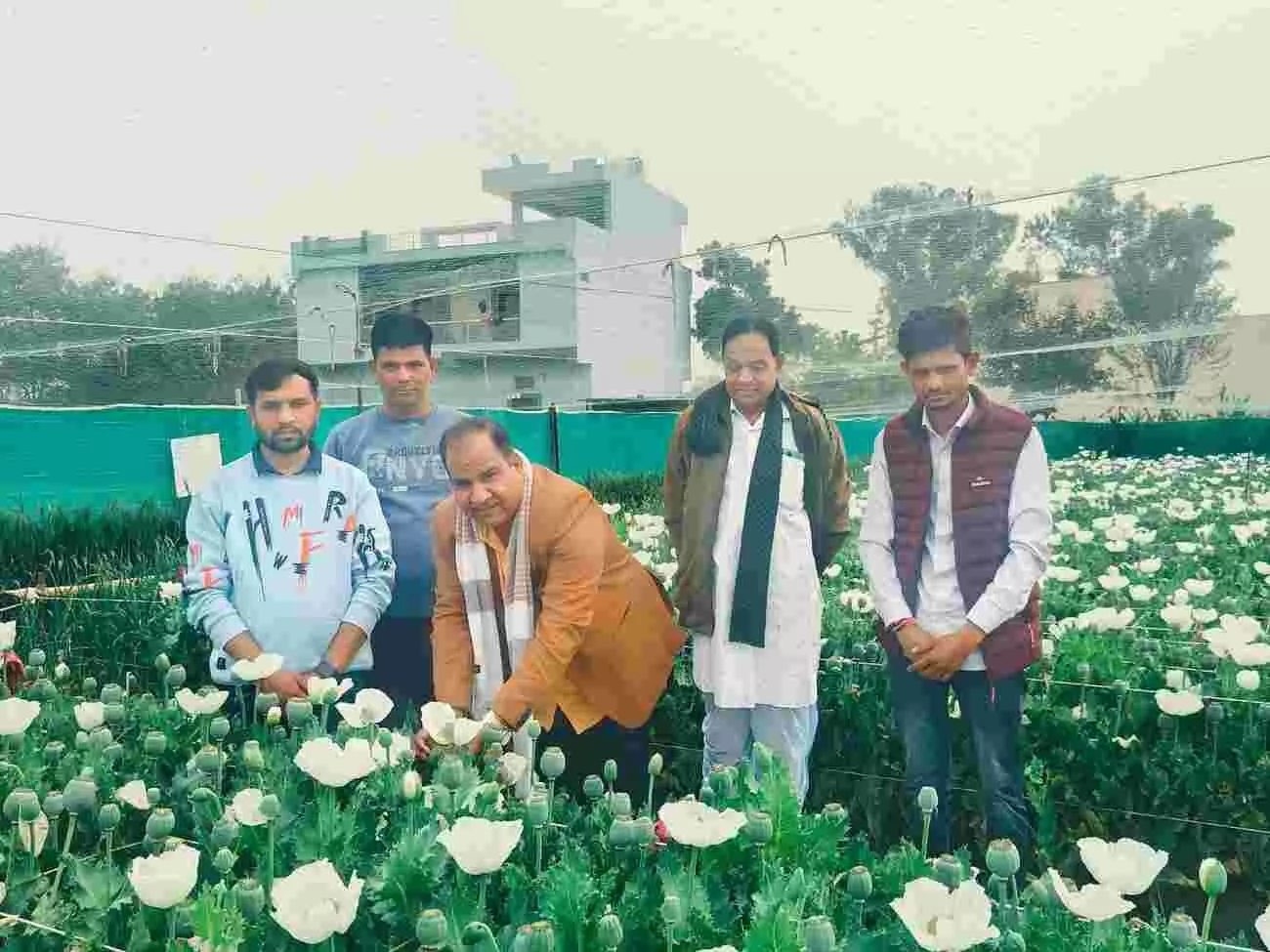 सुदर्शनपुरा के खेत में अफीम लुआई-चिराई का शुभारंभ करते मुख्य अतिथि रघु शर्मा और एकत्रित किसान। सुदर्शनपुरा के खेत में अफीम लुआई-चिराई का शुभारंभ करते मुख्य अतिथि रघु शर्मा और एकत्रित किसान।