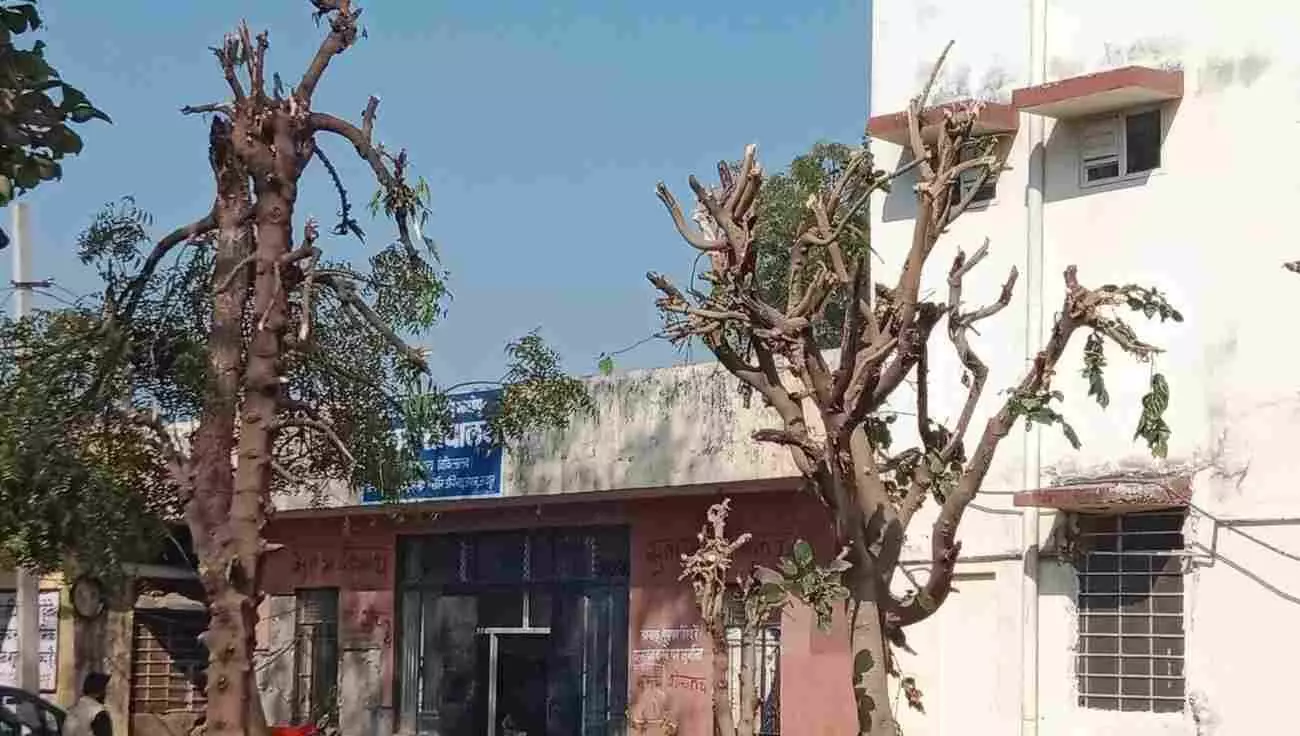 सवाई माधोपुर जिला अस्पताल परिसर में प्रशासन द्वारा काटे गए हरे छायादार पेड़ों के अवशेष दिख रहे हैं। सवाई माधोपुर जिला अस्पताल परिसर में प्रशासन द्वारा काटे गए हरे छायादार पेड़ों के अवशेष दिख रहे हैं।