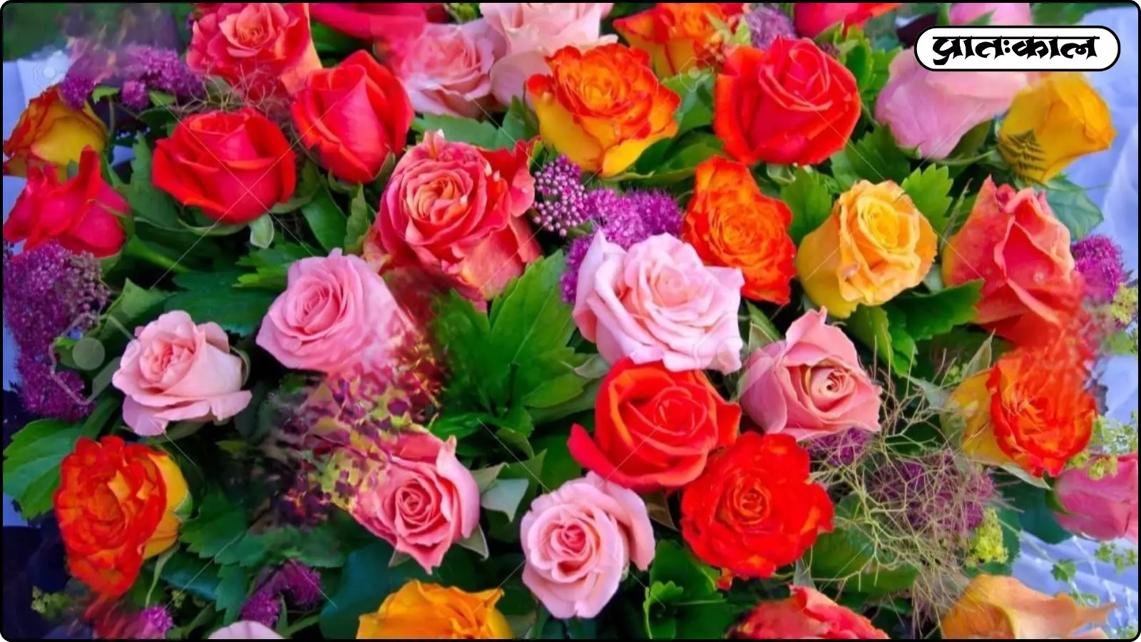 Valentines Week 2026 : रोज़ डे पर गुलाब के रंगों से बयां होंगे दिल के जज्बात; जानें हर रंग का गहरा अर्थ Valentines Week 2026 : रोज़ डे पर गुलाब के रंगों से बयां होंगे दिल के जज्बात; जानें हर रंग का गहरा अर्थ