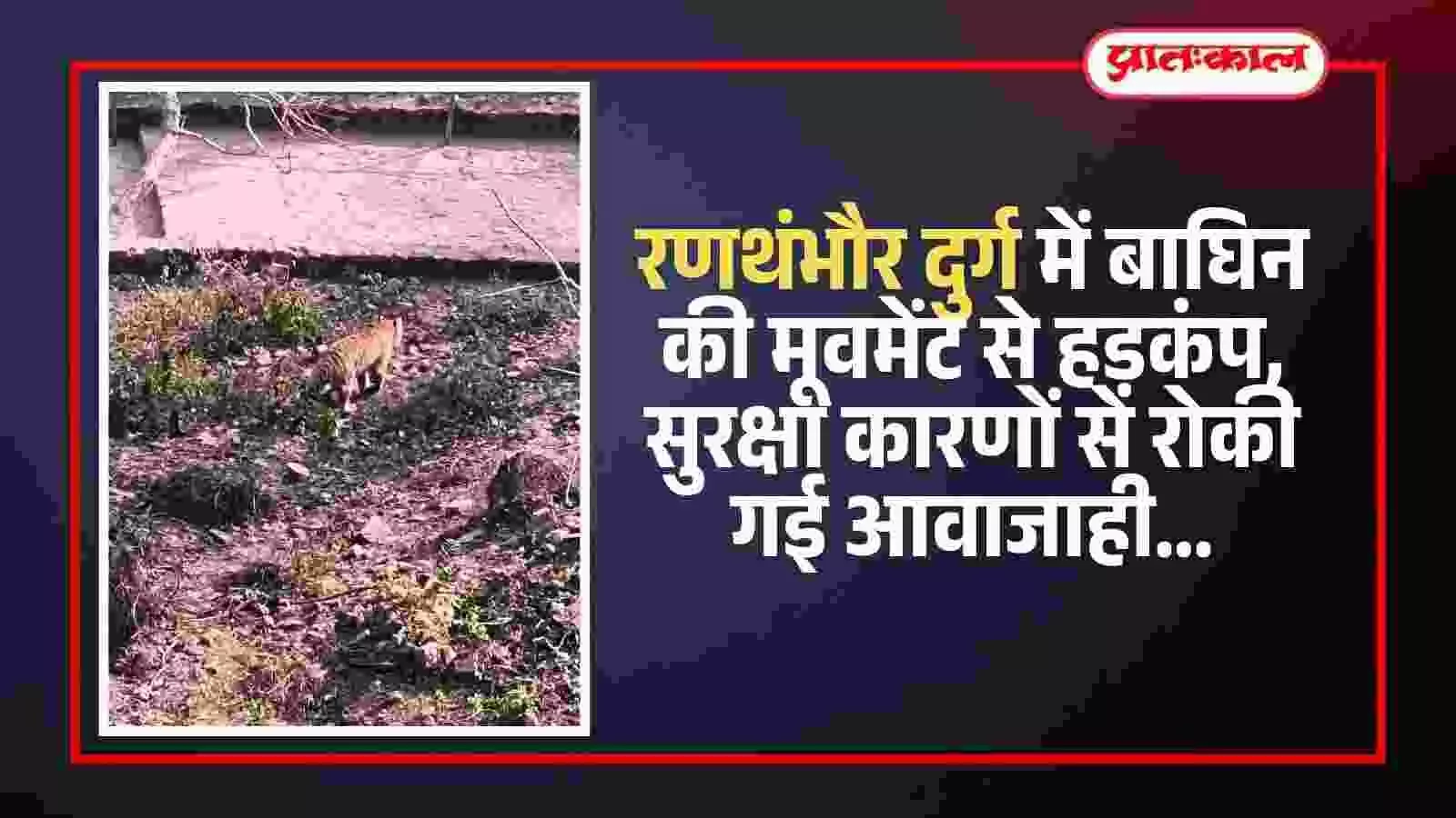 रणथंभौर दुर्ग में बाघिन की मूवमेंट से हड़कंप, सुरक्षा कारणों से रोकी गई आवाजाही रणथंभौर दुर्ग में बाघिन की मूवमेंट से हड़कंप, सुरक्षा कारणों से रोकी गई आवाजाही