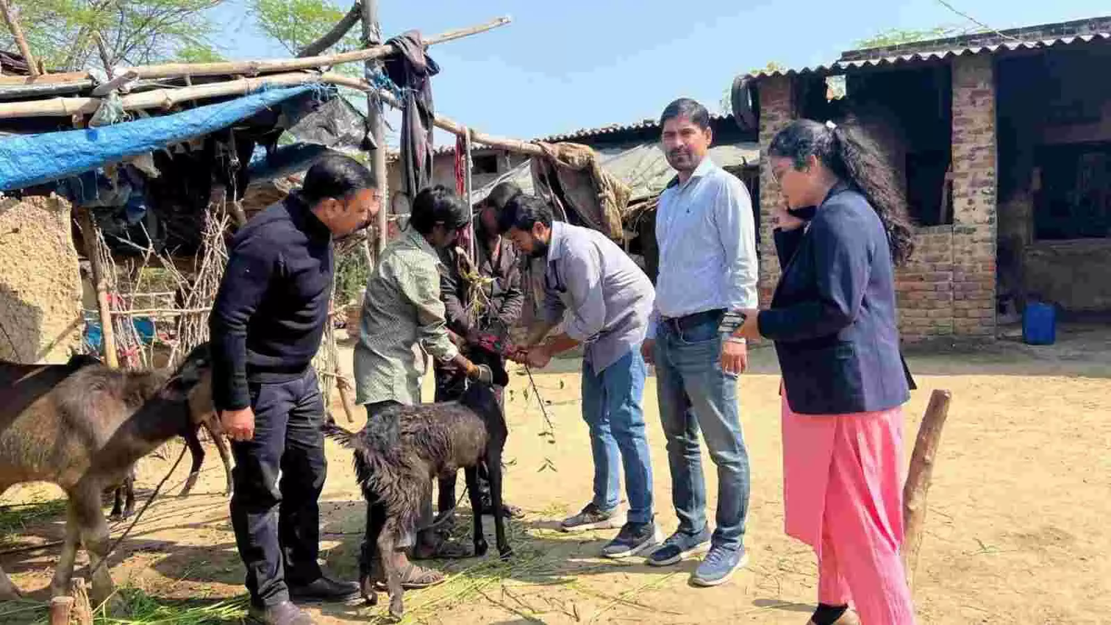 उदयपुर के जोरजी का खेड़ा में स्वच्छता अभियान के दौरान सफाई करते वेटरनरी कॉलेज के विद्यार्थी और ग्रामीण। उदयपुर के जोरजी का खेड़ा में स्वच्छता अभियान के दौरान सफाई करते वेटरनरी कॉलेज के विद्यार्थी और ग्रामीण।