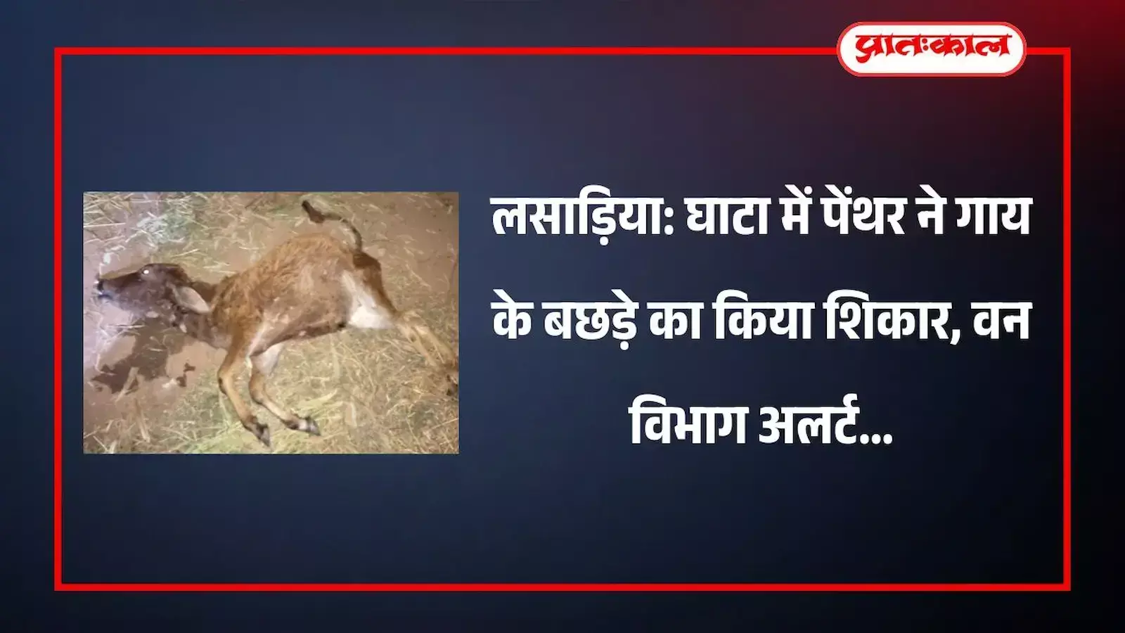 लसाड़िया के घाटा गांव में पेंथर के हमले के बाद मृत बछड़े के पास खड़े वन विभाग के कर्मचारी। लसाड़िया के घाटा गांव में पेंथर के हमले के बाद मृत बछड़े के पास खड़े वन विभाग के कर्मचारी।