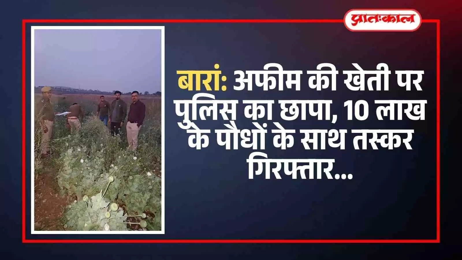 बारां पुलिस टीम द्वारा जब्त किए गए अवैध अफीम के पौधे और गिरफ्तार किया गया आरोपी।
